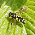 Xanthogramma pedissequum, male, hoverfly, Alan Prowse